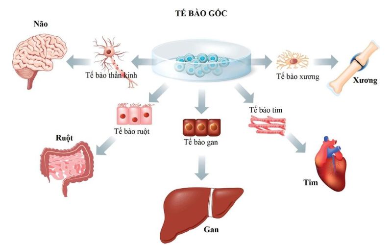 Liệu pháp tế bào gốc có khả năng tái tạo tế bào giúp cải thiện khả năng sản xuất insulin