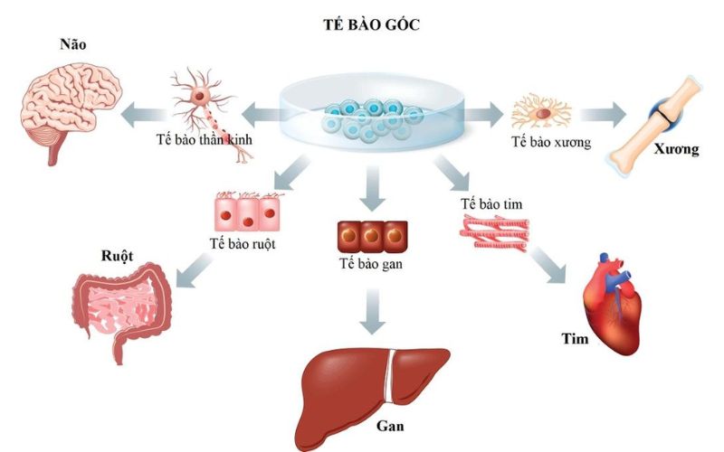 Tế bào gốc có khả năng biệt hoá thành nhiều loại tế bào như: não, xương, gan, tim,…