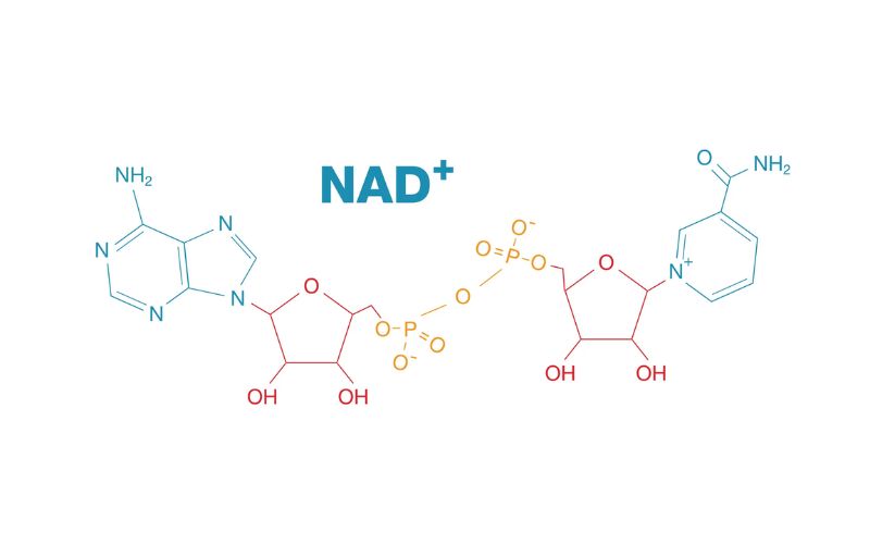 NAD+ là một coenzyme quan trọng có mặt trong mọi tế bào sống