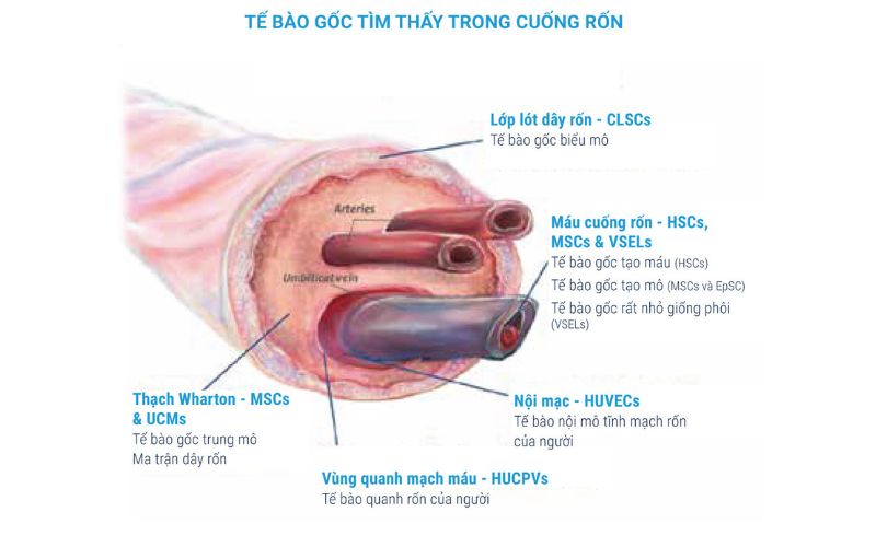 Tế bào gốc trung mô từ dây rốn được lấy từ trong dây rốn của thai nhi